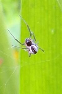 <i>Frontinellina frutetorum</i>