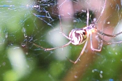 <i>Neriene radiata</i>
