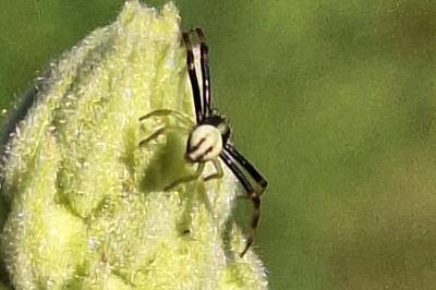 Misumène variable