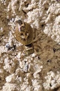 <i>Heliophanus tribulosus</i>