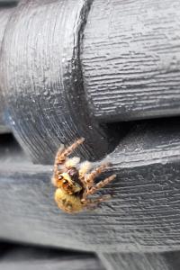 <i>Carrhotus xanthogramma</i>