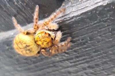 <i>Carrhotus xanthogramma</i>