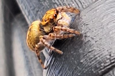 <i>Carrhotus xanthogramma</i>