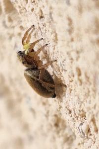 <i>Heliophanus tribulosus</i>