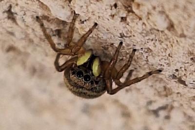 <i>Heliophanus tribulosus</i>