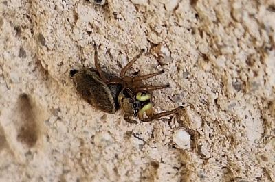 <i>Heliophanus tribulosus</i>