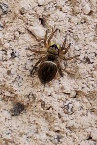 <i>Heliophanus tribulosus</i>