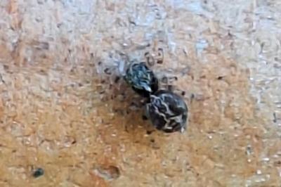 <i>Pseudeuophrys lanigera</i>