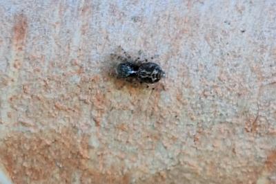 <i>Pseudeuophrys lanigera</i>