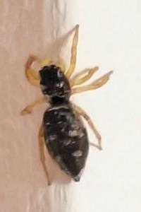 <i>Heliophanus</i>