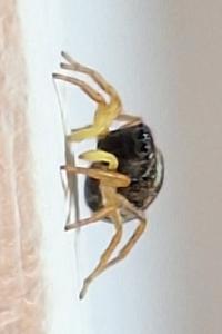 <i>Heliophanus</i>