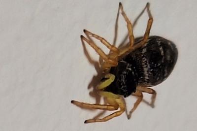 <i>Heliophanus</i>