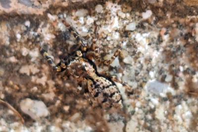 <i>Marpissa muscosa</i>