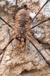 <i>Phalangium opilio</i>