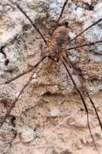 <i>Phalangium opilio</i>