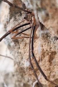 <i>Phalangium opilio</i>