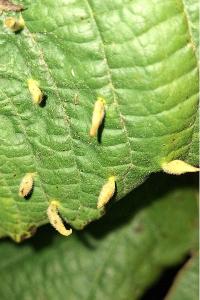 <i>Eriophyes tiliae</i>