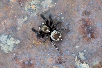 <i>Pseudeuophrys erratica</i>