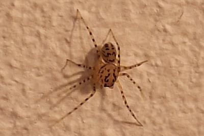 Araignée cracheuse