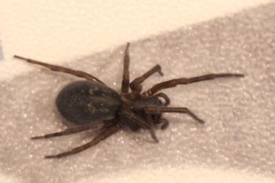 <i>Amaurobius</i>