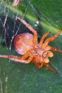 <i>Araniella</i>