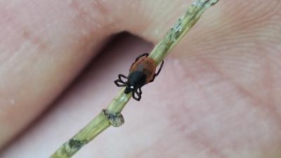 <i>Ixodes</i>