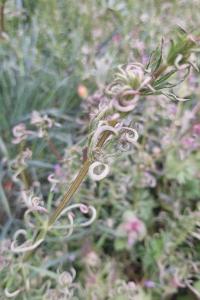 <i>Cecidophyes</i>