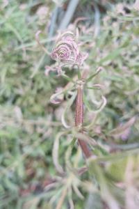 <i>Cecidophyes</i>