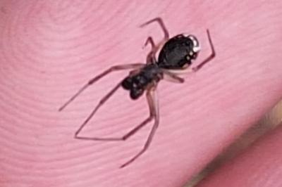 <i>Frontinellina frutetorum</i>