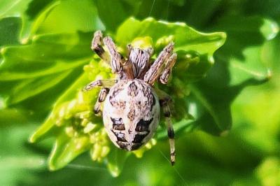 <i>Larinioides</i>