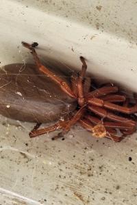 <i>Dysdera</i>