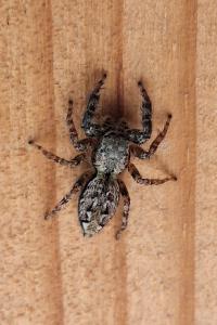 <i>Marpissa muscosa</i>