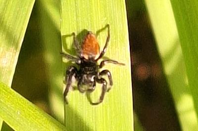 <i>Carrhotus xanthogramma</i>