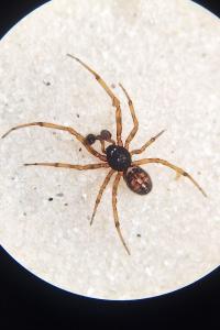 <i>Steatoda bipunctata</i>