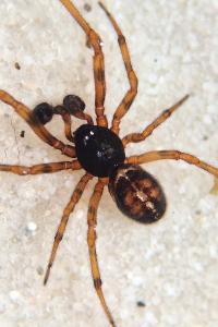<i>Steatoda bipunctata</i>