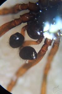 <i>Steatoda bipunctata</i>