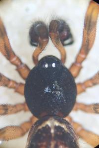 <i>Steatoda bipunctata</i>