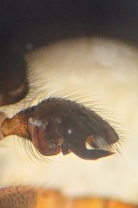 <i>Steatoda bipunctata</i>