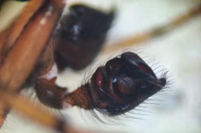 <i>Steatoda bipunctata</i>