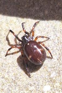 <i>Asagena phalerata</i>