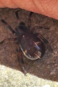 <i>Asagena phalerata</i>
