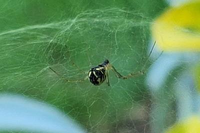 <i>Neriene radiata</i>