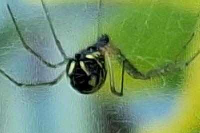 <i>Neriene radiata</i>