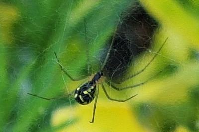 <i>Neriene radiata</i>