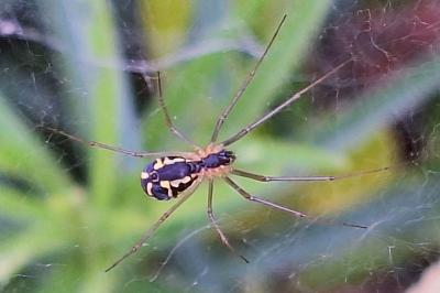 <i>Neriene radiata</i>