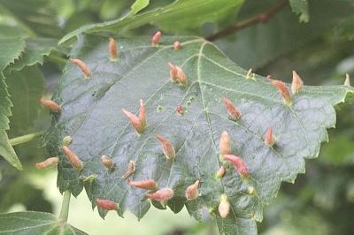 <i>Eriophyes tiliae</i>