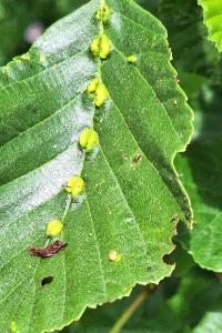 <i>Eriophyes inangulis</i>