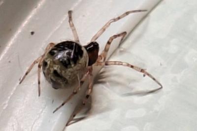 <i>Sardinidion blackwalli</i>