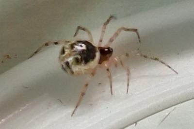 <i>Sardinidion blackwalli</i>
