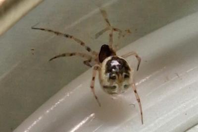 <i>Sardinidion blackwalli</i>